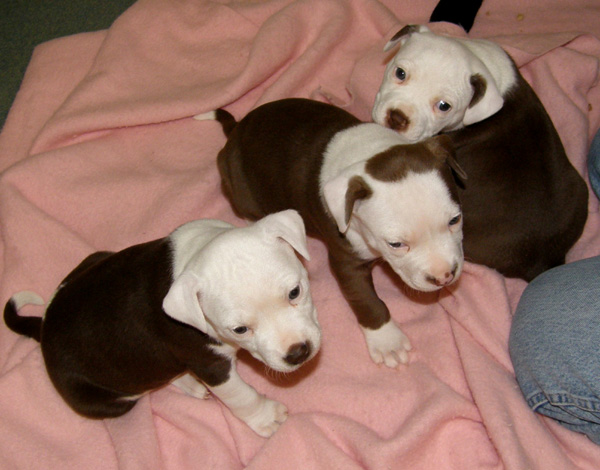 Layla, Dino and Carmen as puppies
