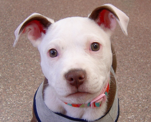 Carmen as a young puppy