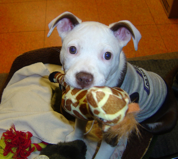 Puppy with stuffy toy