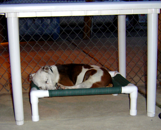 Cora asleep on dog hammock