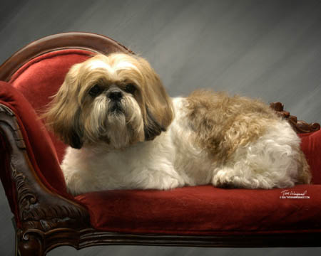 Gizmo Professional Portrait Red Chair