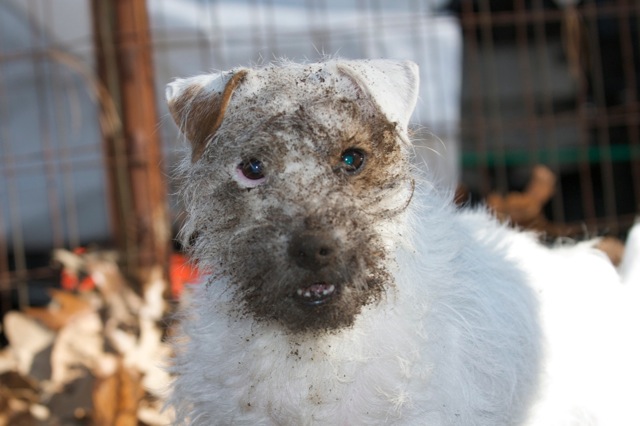 Tilly with Dirty Face