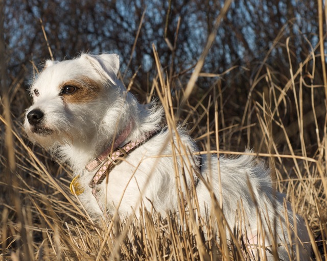 Tilly in the grass