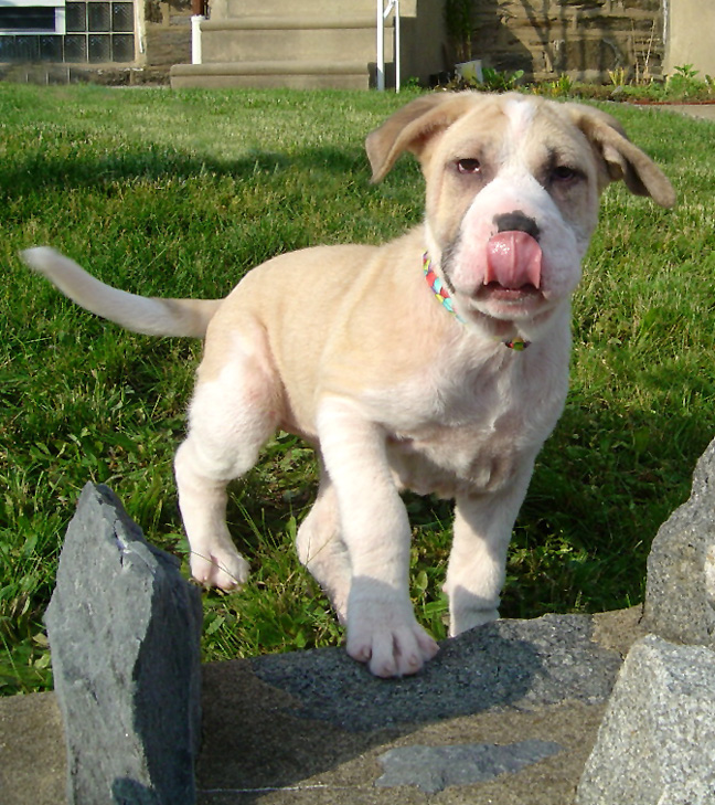 Karma as a puppy in the yard