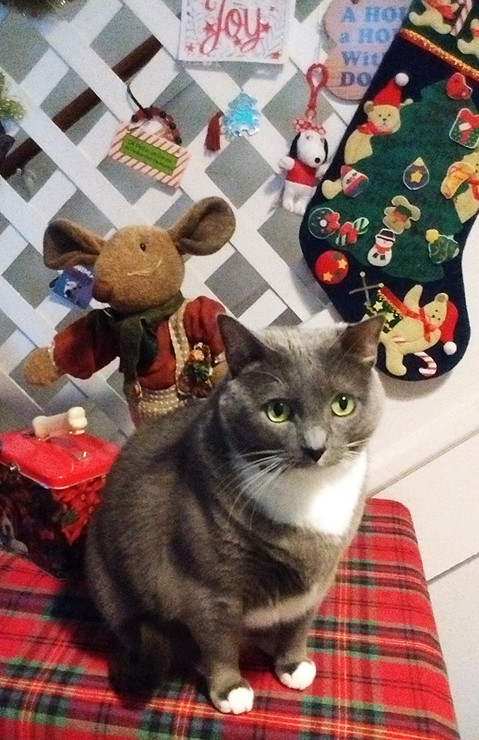 Layla, Carmen's Kitty Sister, Holidays 2016