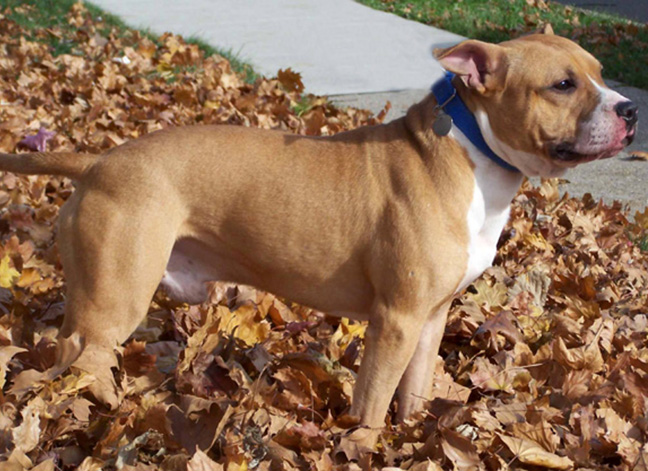 Ben in the leaves