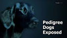 Pedigree Dogs Exposed