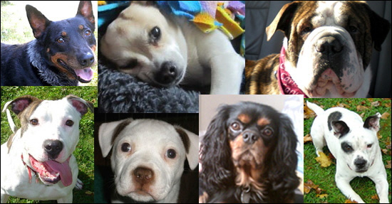 rescue-dogs-collage