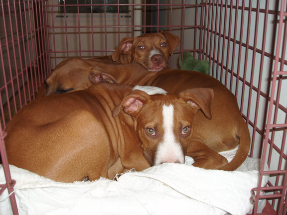 The puppies in a crate
