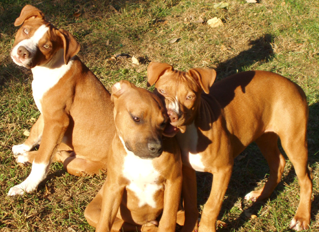 Sophia's Puppies, Kenny, Rocco and Sabina