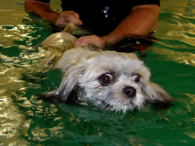 Sweet Pea in Water Therapy