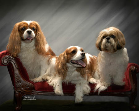 Sam, Ziggy and Gizmo Professional Portrait