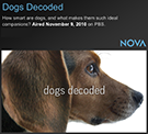 NOVA: Dogs Decoded