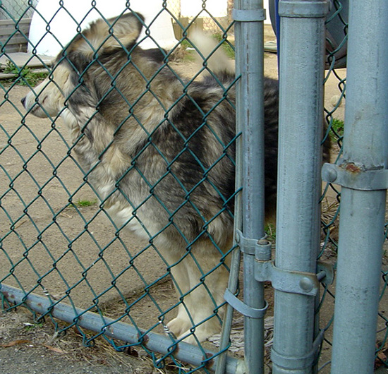 Lady up against her chain link fence